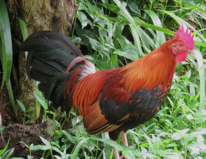 wild red rooster