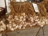 from the garlic Farmer near Beaune