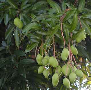 w-baby-mangoes