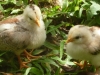 chicks1
