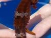 seahorse1